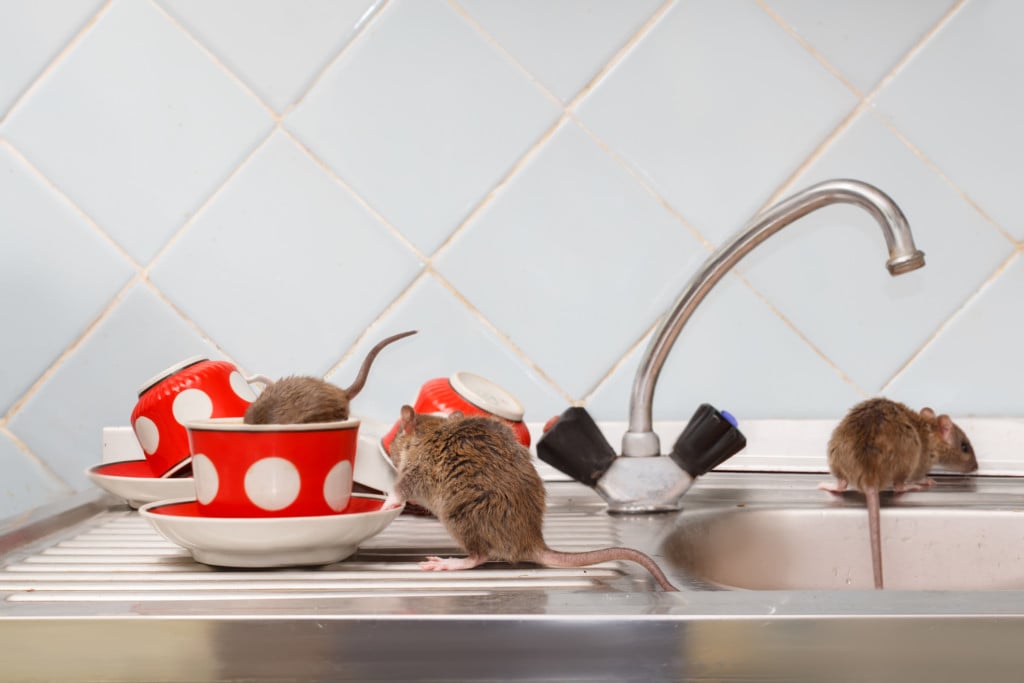 Mice on countertop