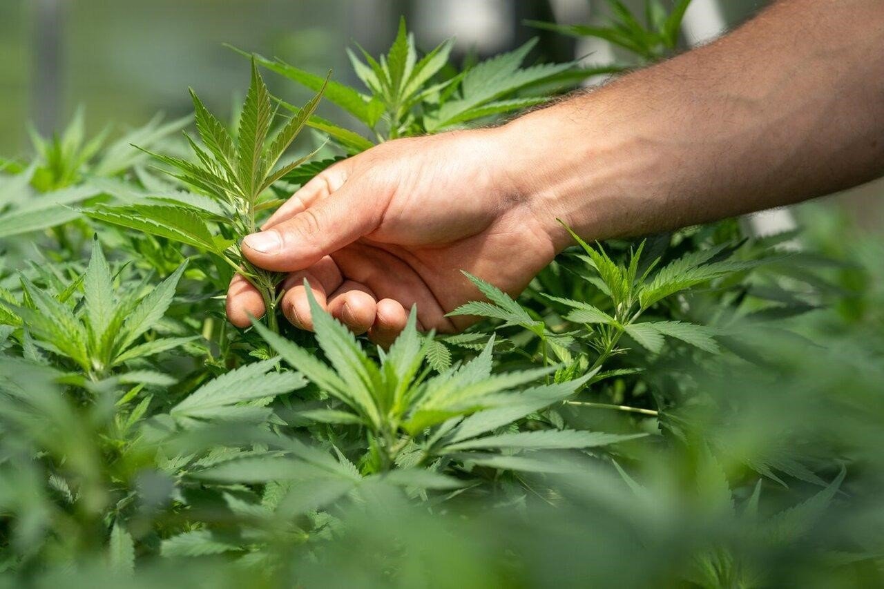 Buy Weed Online Legally In 2023: Top 3 Dispensaries To Buy Marijuana  Products