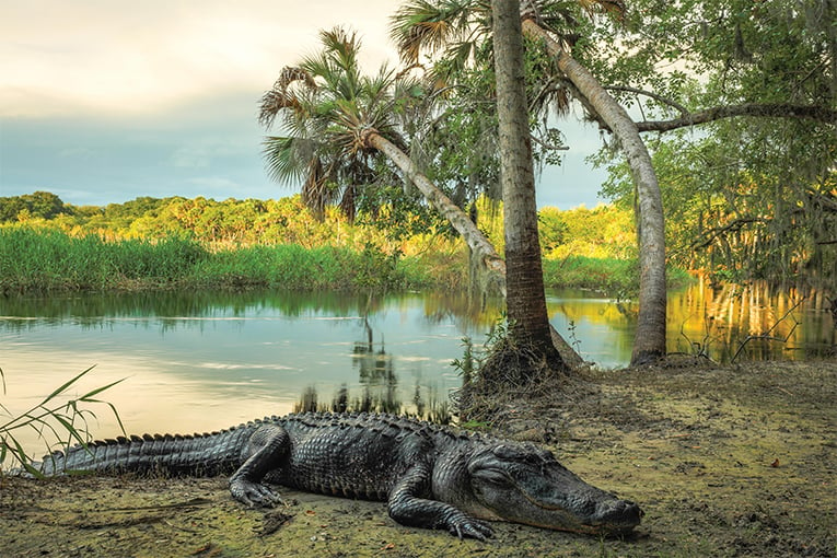 Conservation Guide: The Florida Wildlife Corridor - Orlando Magazine