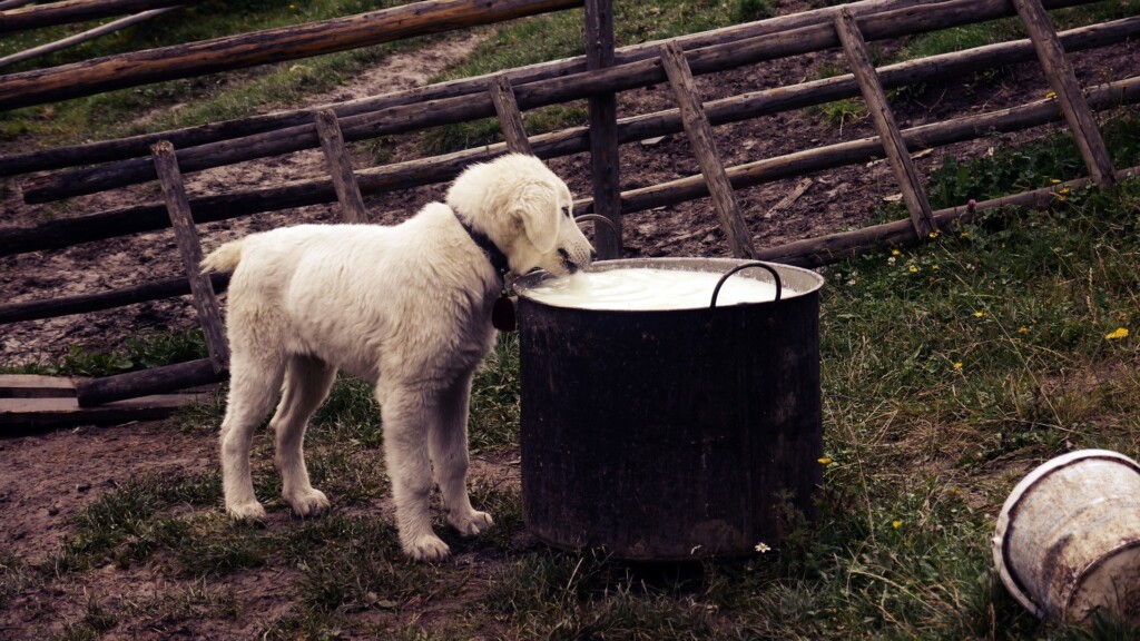 Best Peanut Butter For Dogs Header