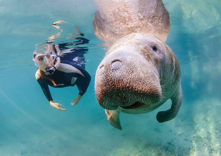 In Focus: An Awe-Inspiring Adventure Snorkeling with the Manatees ...