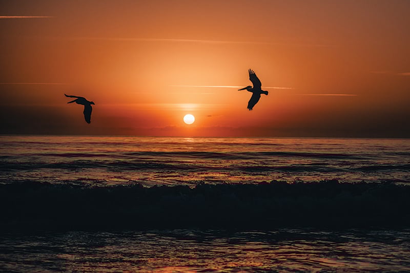 Melbourne Beach Sunset Birds