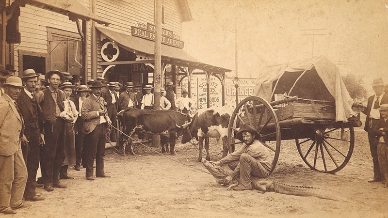 12 The Iconorangeandpineca1885