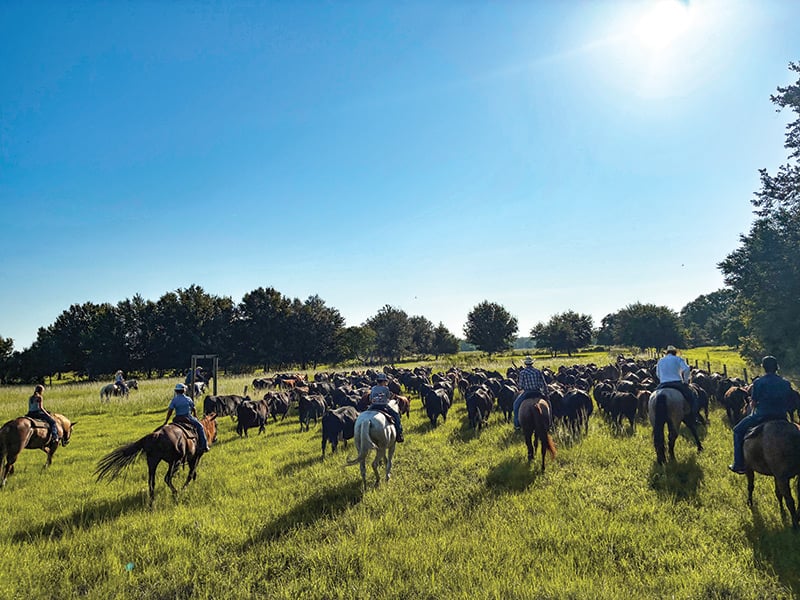 Florida Made Foods: Cattle Ranches and The State's Beef Industry ...