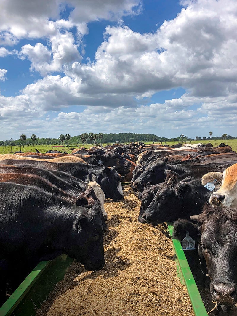 Beef Ranches Florida Made Foods: Cattle Ranches and The State's Beef Industry ...