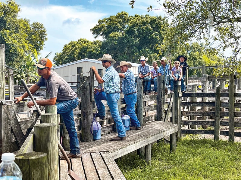 Florida Made Foods: Cattle Ranches and The State's Beef Industry ...