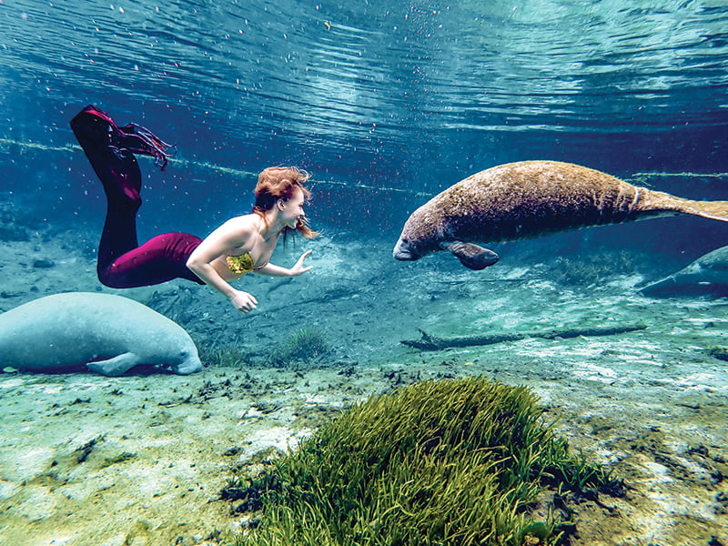 Weeki Wachee Mermaid Paisley 5367