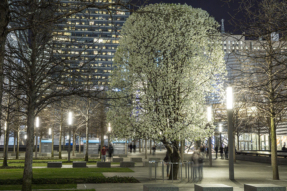 Survivor Tree” seedlings gifted to honor Tree of Life