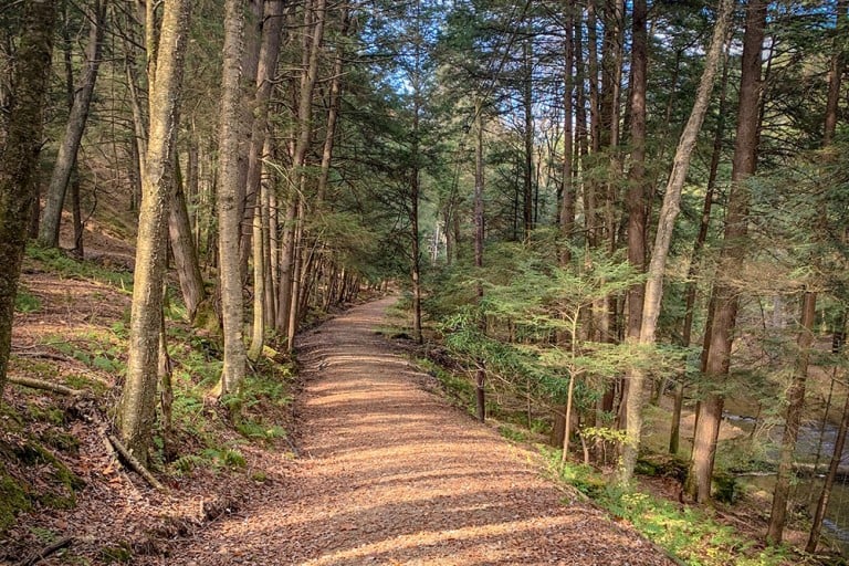 Cook Forest Field Guide Take a Hike and Happy Trails Pittsburgh Magazine