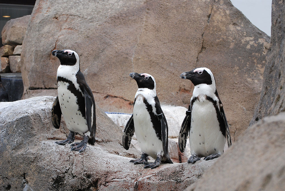 Pgh Mag Native Photo Penguin Colony