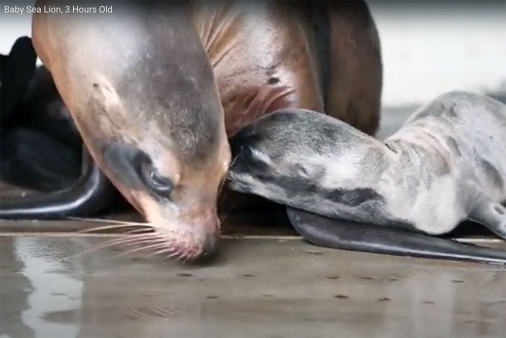 Sealion