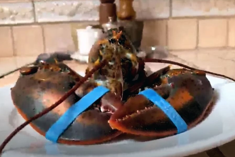 Lobstertz