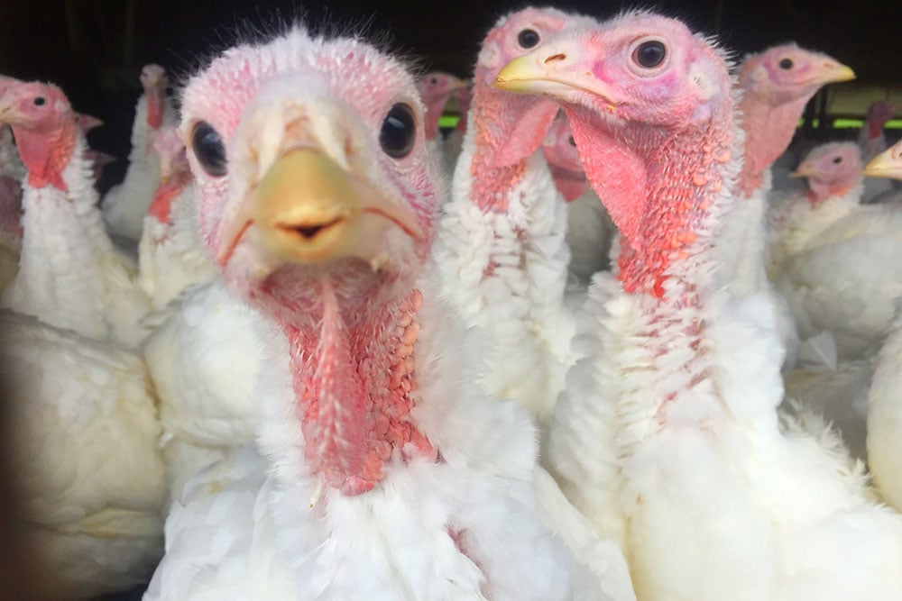 Turkeys Closeup