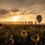 Van Gogh Balloon Sunflower Sunrise Photo Credit Kyle Flubacker