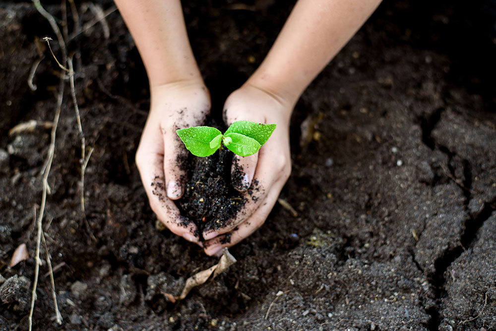 Selective,focus,on,little,seedling,in,black,soil,on,child