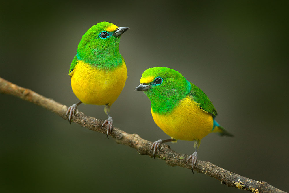Exoticbirds