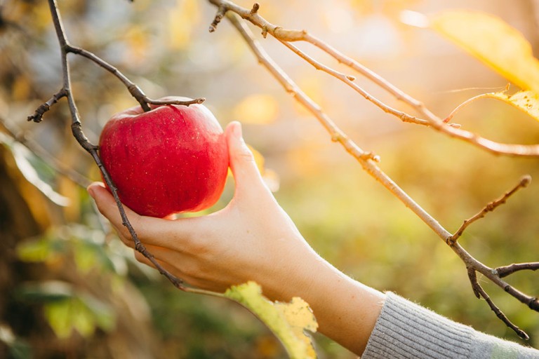 Some Of The Best Places To Go Apple Picking Near Pittsburgh