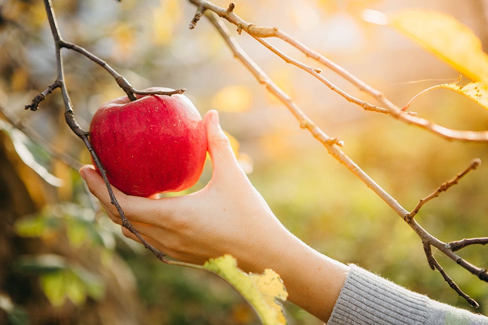 Some Of The Best Places To Go Apple Picking Near Pittsburgh ...