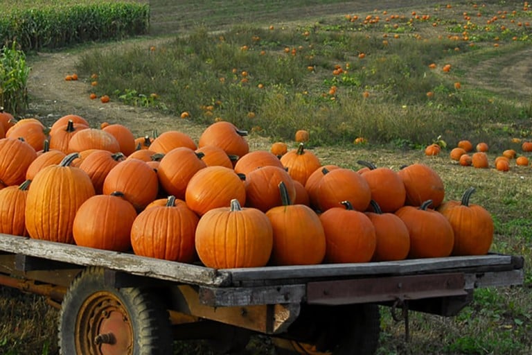 Five Farms Near Pittsburgh With Pumpkin Patches to Visit This Autumn ...