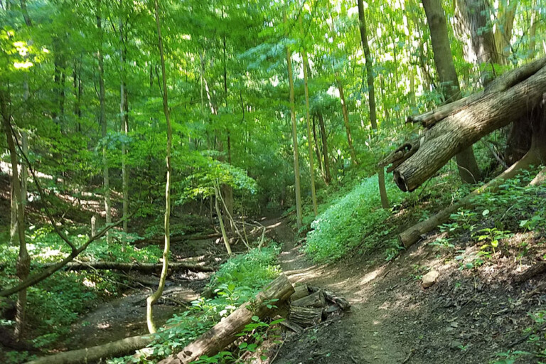 How a PittsburghArea Forest, Once Used by a Bootlegger, is Now a
