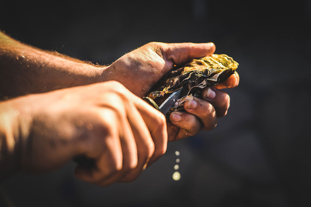 Oystershuck Scaled