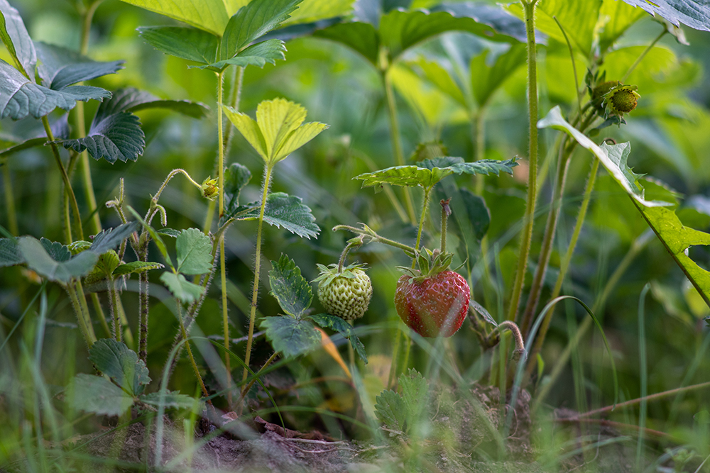 A,closeup,shot,of,ripe,and,unripe,strawberries,growing,in
