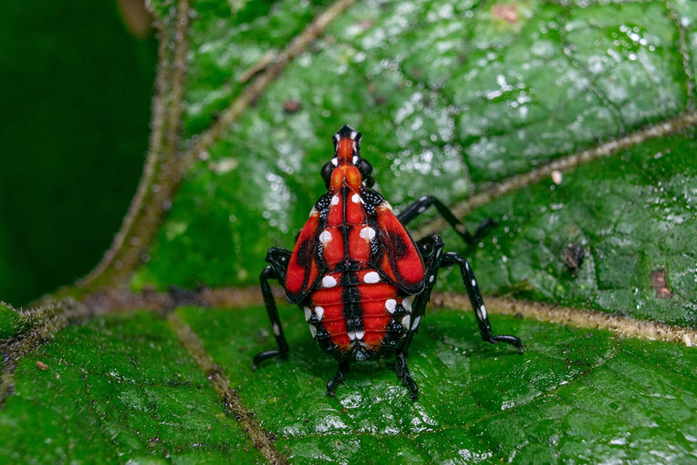 How You Can Help Curb the Spotted Lanternfly Invasion | Pittsburgh Magazine