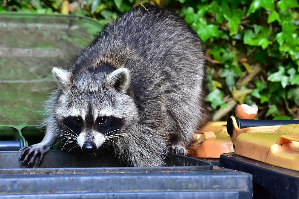 Bad,news,for,the,raccoon,.,the,waste,bin,is