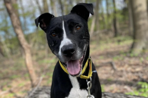 Pittsburgh Pet of the Week: Frankie | Pittsburgh Magazine