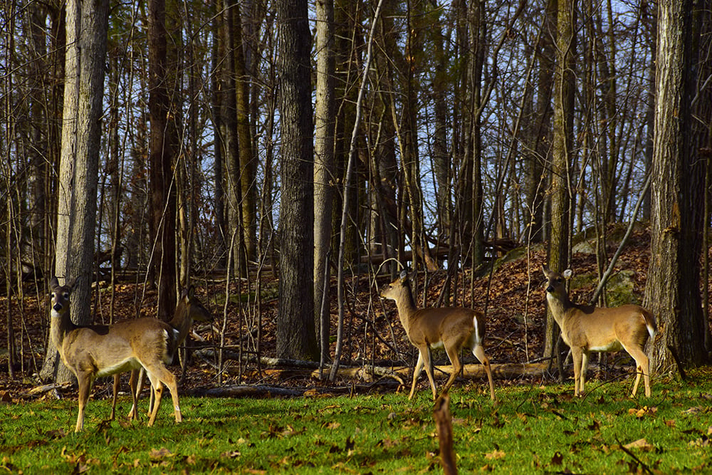 A,herd,of,deer,(family,cervidae),grazing,peacefully,on,an