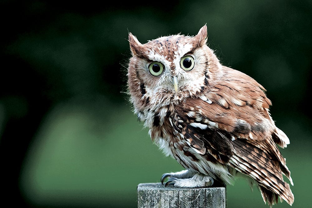 National Aviary Eastern Screech Owl 2020