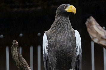 National Aviary New Stellers Sea Eagle Female Mike Faix 2023