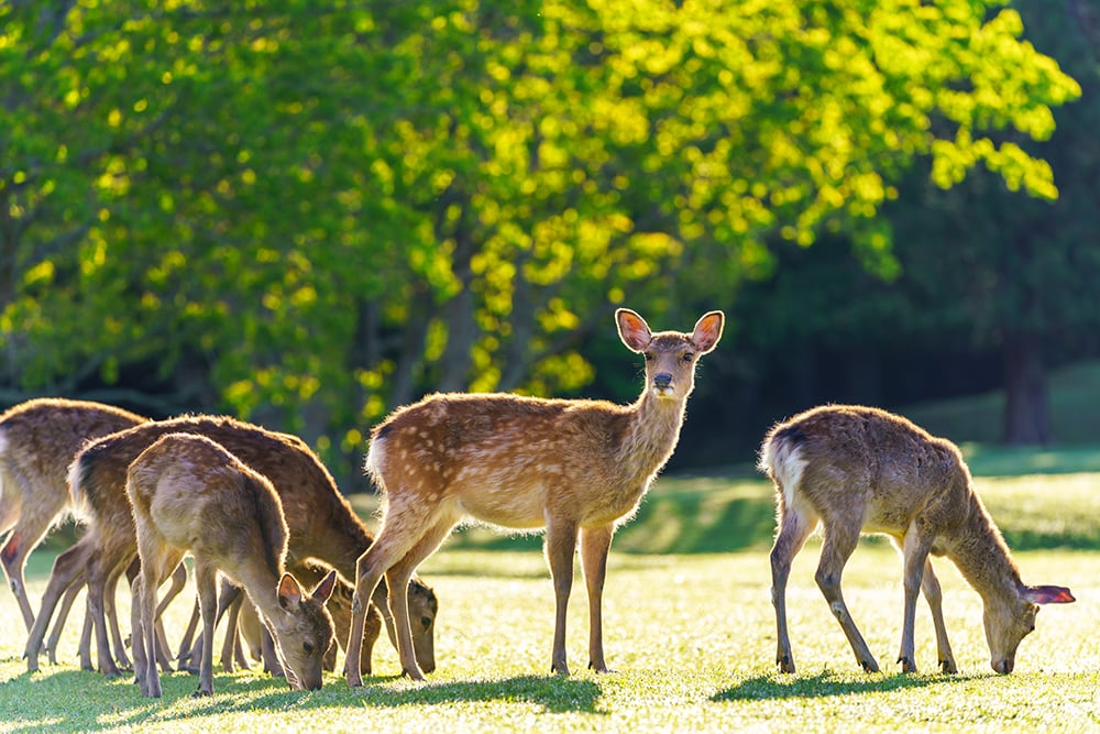 Deer,in,nara,park,,japan