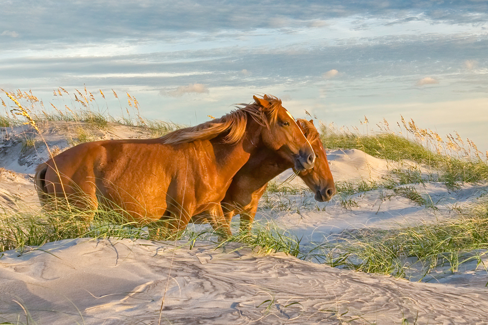 Horses 1000x666