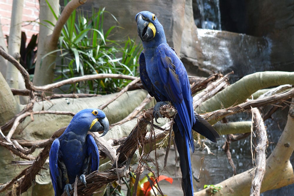 National Aviary Mourns the Loss of a Fan-Favorite Bird | Pittsburgh ...