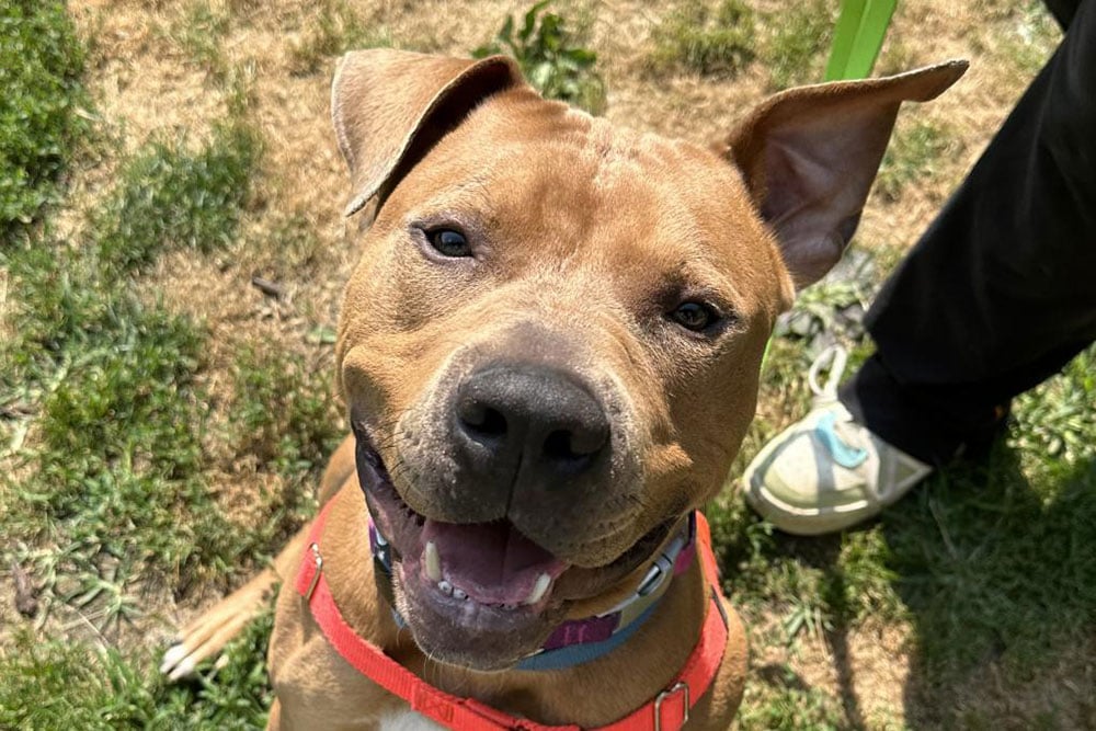 Pittsburgh Pet Of The Week Parker