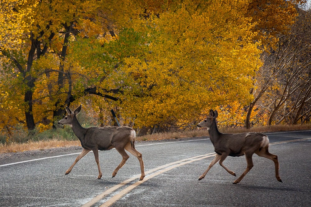 Deer Crossing Street Shutterstock