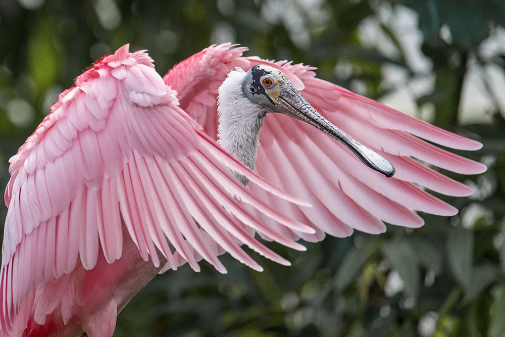 Roseate Spoonbill Mike Faix April 2024 Taking Flight