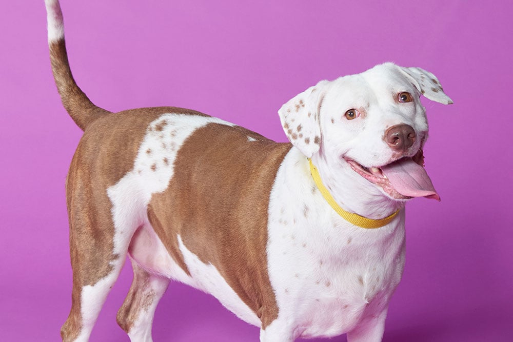 Pet Of The Week Brighton
