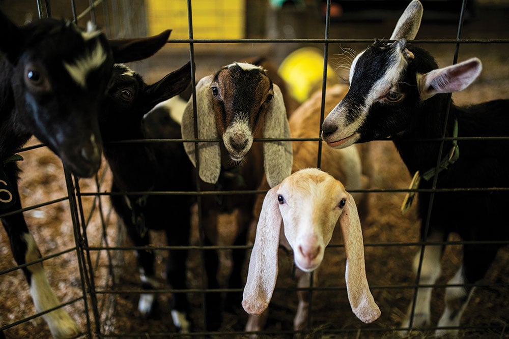 Lpetrilla Goatrodeo 7789