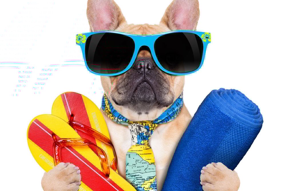 Dogdays