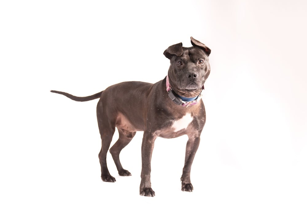 Namaste Pet Of The Week