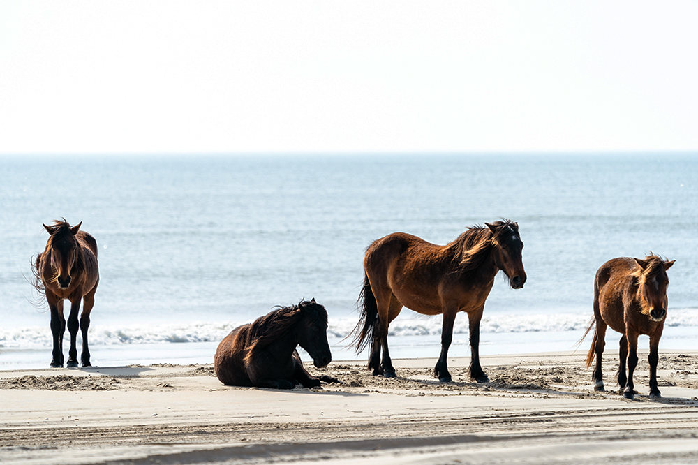Horses 1000x666