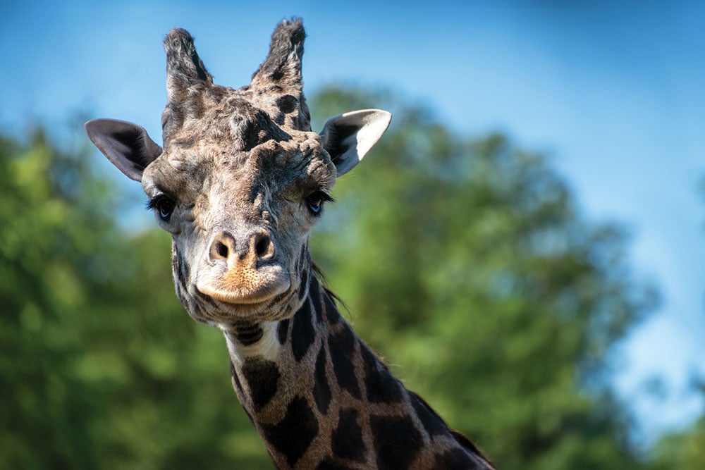 Giraffe 4