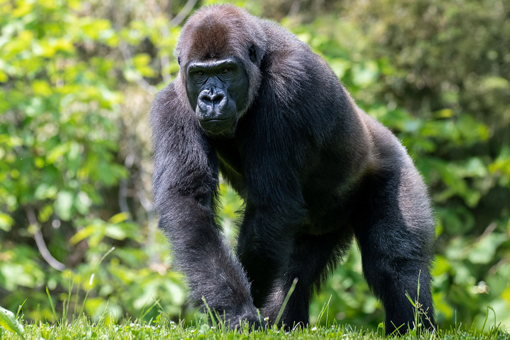 Ivan Gorilla Pittsburgh Zoo Paul Selvaggio