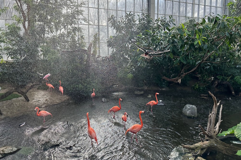 National Aviary Flamingos And Inca Tern Wetlands Saunders 2024