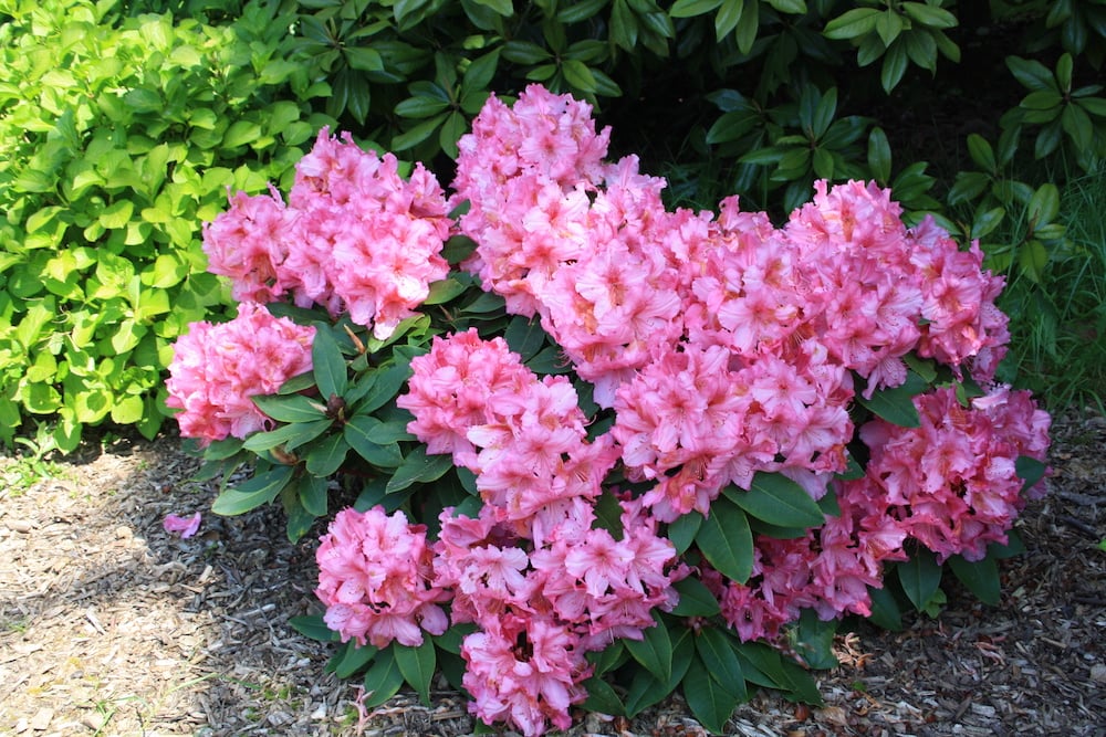 Les Rhododendrons