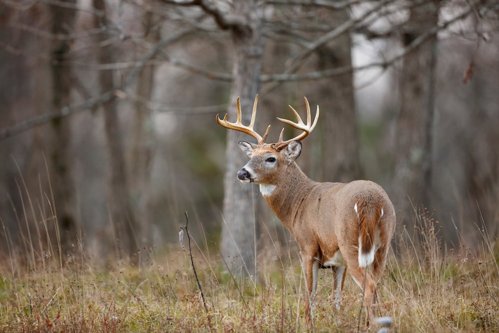 White Tailed Deer