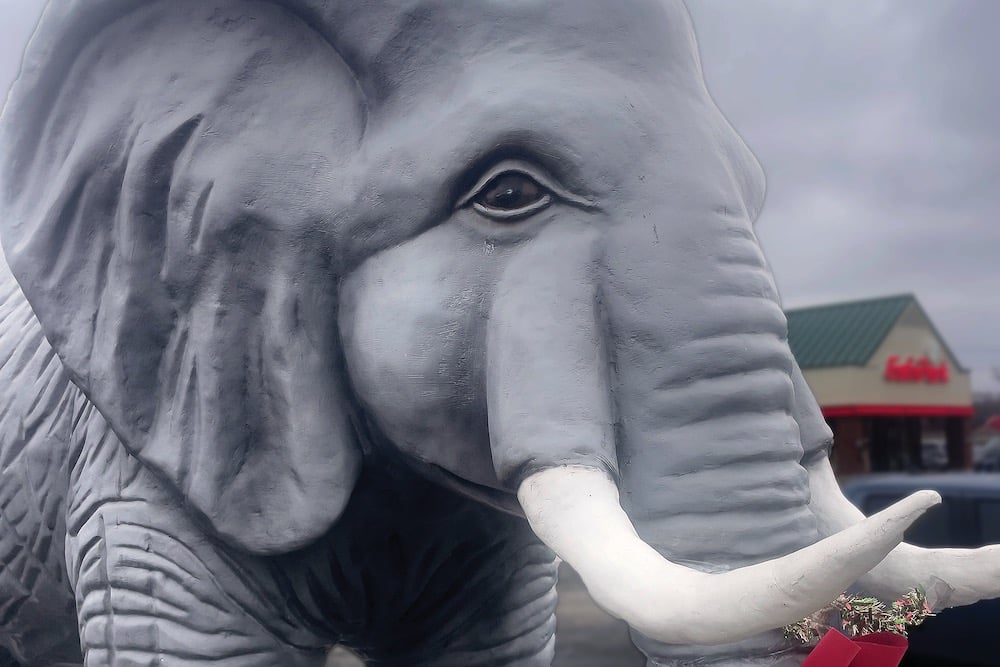 Elephant 1