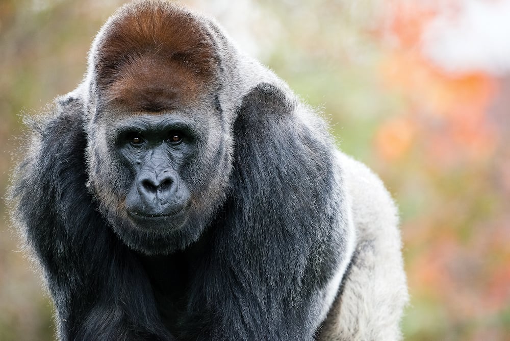 20171115 Ps4 7479cpaulselvaggioeditharry Gorilla